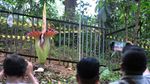 Bunga Bangkai di Kebun Raya Bogor Mekar Sempurna