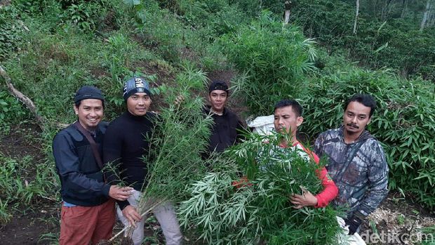 Polisi Ungkap Ladang Ganja Satu Hektare di Bengkulu