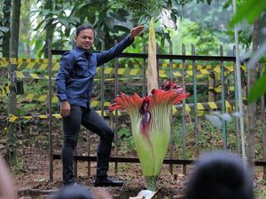 Lihat Bunga Bangkai Mekar, Bima Arya: Harta Karun di Kebun Raya