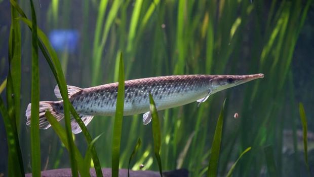 Closeup Alligator Gar or Atractosteus spatula Swimming Underwater