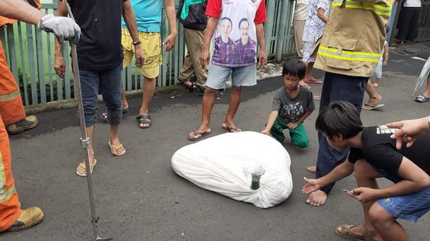 Petugas Damkar Tangkap Ular Sanca 6 Meter di Rumah Warga Jaksel