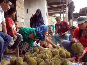 Mengenal Tradisi Syukuran Sambut Musim Panen Buah di Sulawesi