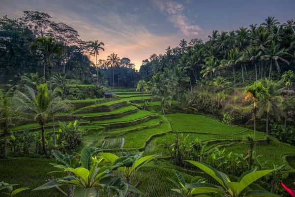 Bali juga terkenal dengan objek wisata teraseringnya. Salah satu yang terkenal adalah Terasering Tegalalang. Di sini terdapat arena Bali swing, bermain ayunan raksasa dengan latarnya terasering Tegalalang ini. ( iStock) Bali juga terkenal dengan objek wisata teraseringnya. Salah satu yang terkenal adalah Terasering Tegalalang. Di sini terdapat arena Bali swing, bermain ayunan raksasa dengan latarnya terasering Tegalalang ini. ( iStock)