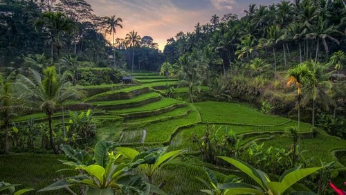 Tegalalang, Bali, Indonesia - April 19, 2013: A tourist has his photograph taken in front of traditional Balinese rice terraces