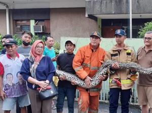 Petugas Damkar Tangkap Ular Sanca 6 Meter di Rumah Warga Jaksel