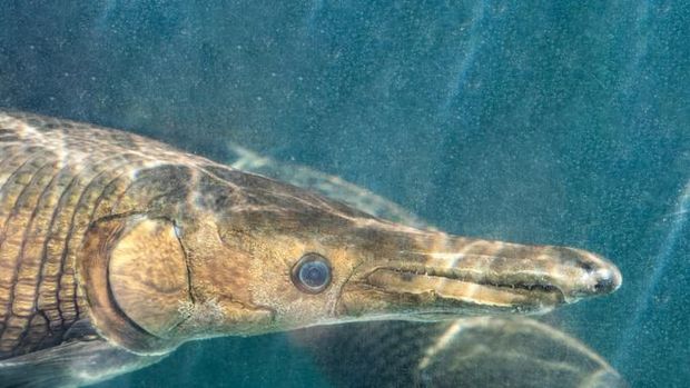 Closeup Alligator Gar or Atractosteus spatula Swimming Underwater