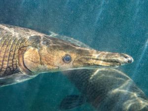 Seputar Ikan Aligator, Predator Air Tawar yang Gigit Tangan Balita di Bandung