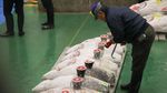 Super! Pengusaha Ini Bawa Pulang Ikan Tuna Seharga Rp 24 M