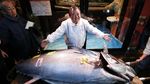 Super! Pengusaha Ini Bawa Pulang Ikan Tuna Seharga Rp 24 M