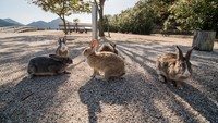 Pulau satu ini bernama Okunoshima di timur Jepang. Pulau ini dihuni oleh ratusan kelinci liar yang imut. (iStock)