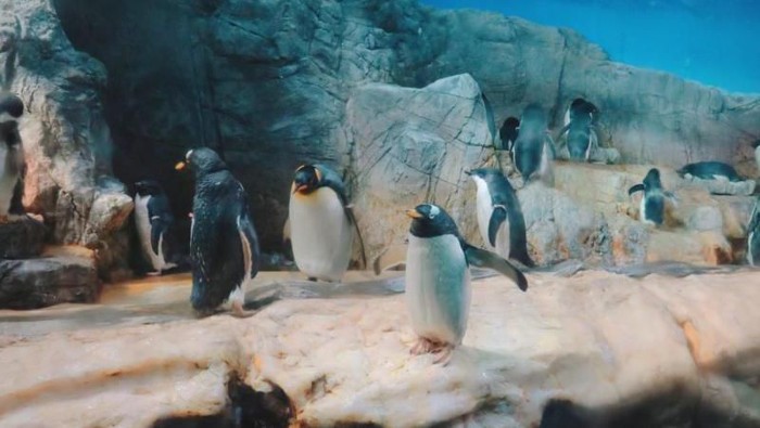 Aquarium Osaka