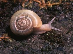 Kumpulan Foto Siput yang Cantik