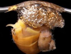 Kumpulan Foto Siput yang Cantik