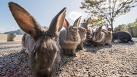 Sejak pembuatan gas beracun ini, ratusan kelinci didatangkan sebagai percobaan. (iStock)