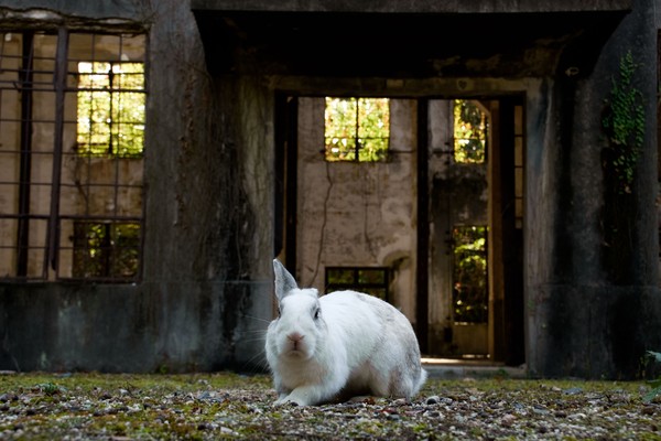 Pulau Okunoshima berada jauh dari pulau lain yang punya penduduk. Karena terpencil, pulau ini akhirnya dijadikan sebagai tempat pembuatan senjata kimia.Tes percobaan tidak dilakukan kepada manusia tetapi kelinci. (iStock) Pulau Okunoshima berada jauh dari pulau lain yang punya penduduk. Karena terpencil, pulau ini akhirnya dijadikan sebagai tempat pembuatan senjata kimia.Tes percobaan tidak dilakukan kepada manusia tetapi kelinci. (iStock)