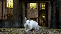 Pulau Okunoshima berada jauh dari pulau lain yang punya penduduk. Karena terpencil, pulau ini akhirnya dijadikan sebagai tempat pembuatan senjata kimia.Tes percobaan tidak dilakukan kepada manusia tetapi kelinci. (iStock)