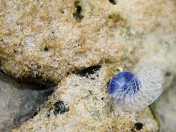 Kumpulan Foto Siput yang Cantik