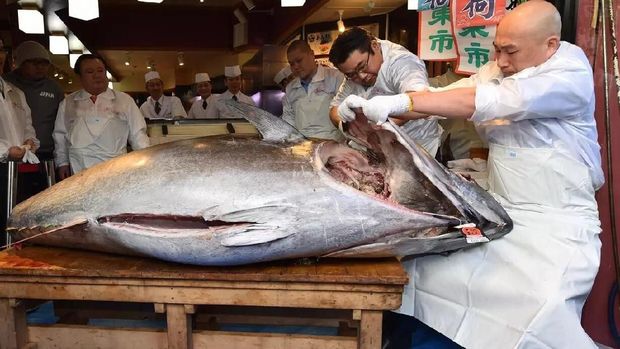 Lelang Tahun Baru, Tuna Jepang 276 Kg Ini Terjual Rp 24 Miliar!