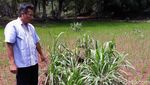 Lubang Misterius Muncul di Gunungkidul Pascahujan Deras