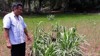 Yuono melanjutkan, bahwa kejadian serupa bukan kali pertamanya terjadi di Dusun Karangawen. Bahkan, pada tahun 2018 muncul 2 lubang di lahan pertanian yang ada di dusun tersebut.
