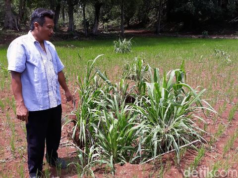 Ternyata, Ada 2 Lubang Lain yang Menganga di Persawahan Gunungkidul