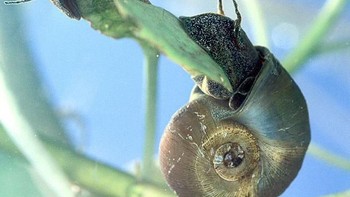 Dua siput Planorbella trivolvis bergantung di vegetasi bawah air. Siput ini membawa parasit nematoda yang menginfeksi ikan lele. Foto: Scott Bauer, USDA Agricultural Research Service via Livescience