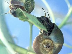 Kumpulan Foto Siput yang Cantik