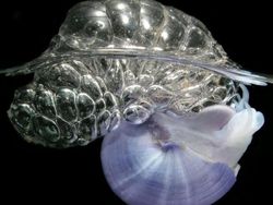 Kumpulan Foto Siput yang Cantik