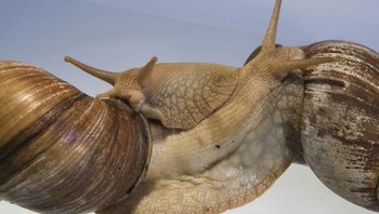 Siput darat Afrika timur adalah salah satu spesies siput terbesar di Bumi. Siput Afrika ini merupakan ancaman bagi pertanian dan spesies invasif di Amerika Serikat. Mereka kadang-kadang disimpan secara ilegal sebagai hewan peliharaan. Foto: pdtnc via Livescience 