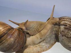 Kumpulan Foto Siput yang Cantik