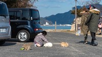 Tak tahu teori mana yang benar, tapi yang pasti Okunishima jadi pulau bebas predator di Jepang. Pemerintah daerah melarang kucing dan anjing untuk dibawa ke pulau ini. (iStock)