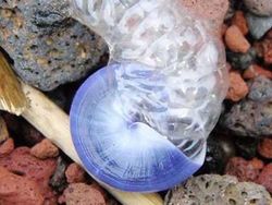 Kumpulan Foto Siput yang Cantik