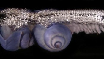 Dua siput bubble-rafting violet betina, Janthina exigua. Ini adalah spesies siput bubble-rafting paling umum. Foto: Denis Riek via Livescience