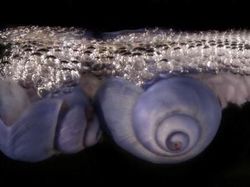 Kumpulan Foto Siput yang Cantik