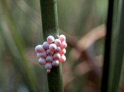 Kumpulan Foto Siput yang Cantik