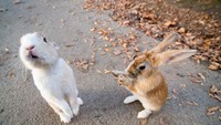 Pulau Okunishima tak begitu saja jadi habitat kelinci-kelinci ini. Kedatangan kelinci ke pulau ini berkaitan erat dengan sejarah kelam yang dialami oleh Pulau Okunoshima. (iStock)