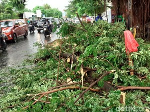 Waspada Hujan-Angin Kencang, DLH Catat 81 Pohon Tumbang di Makassar