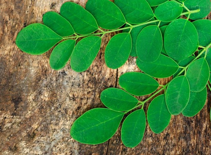Daun kelor