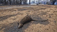 Seekor hewan mati akibat kebakaran hutan di Wingello, Senin (6/1) waktu setempat. Brett Hemmings/Getty Images.