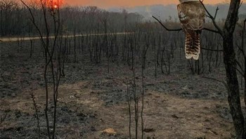 Seekor burung Kookaburra melihat padang luas usai terlalap api. Foto: Bored Panda