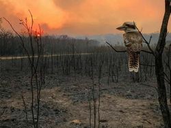 Potret Viral Kebakaran Australia yang Ngeri dan Mengharukan