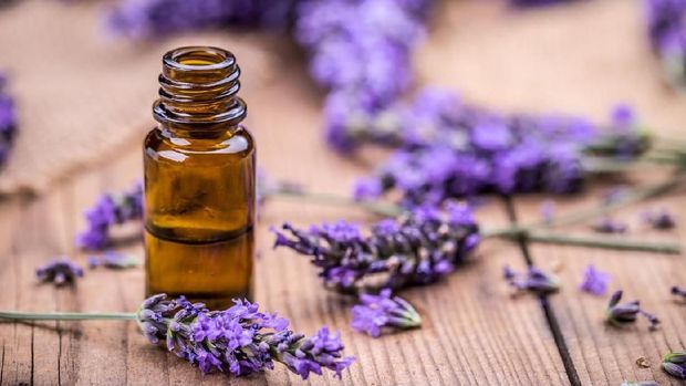 Herbal oil and lavender flowers on wooden background