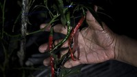 Kelompok tani lainnya yang menanam cabai dan melon pun juga menerima manfaat dari program tersebut sehingga meningkatkan status perekonomian masyarakat melalui komoditas utama.