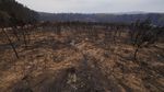 Kerusakan Akibat Kebakaran Hutan di Wingello, Australia