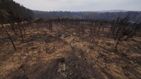 Hutan Wingello, kini menjadi gundul. Brett Hemmings/Getty Images.