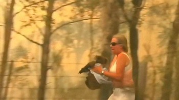 Penduduk pun banyak yang bertindak menyelamatkan para hewan seperti koala ini. Foto: Bored Panda