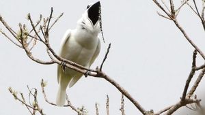 Kisah Kesetiaan Burung Maleo Berdua Sehidup Semati