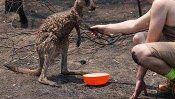 Kanguru pun banyak yang jadi korban dan ditolong orang. Foto: Bored Panda
