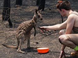 Potret Viral Kebakaran Australia yang Ngeri dan Mengharukan