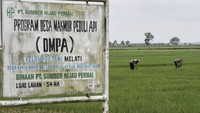 Program DMPA dari mitra pemasok Asia Pulp & Paper (APP) Sinarmas, bukan hanya sekedar meningkatkan perekonomian dan ketahanan pangan namun menjadikan masyarakat desa yang lebih mandiri dan peduli terhadap area kerjanya sehingga tak lagi membakar lahan dan hutan.